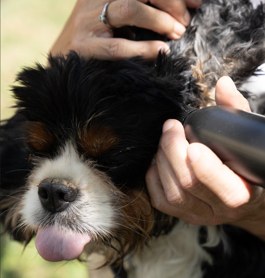 Nettoyer les oreilles de son chien : la routine en 2 étapes
