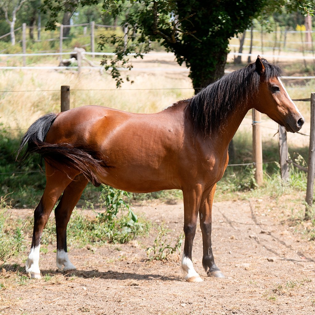 Chevaux
