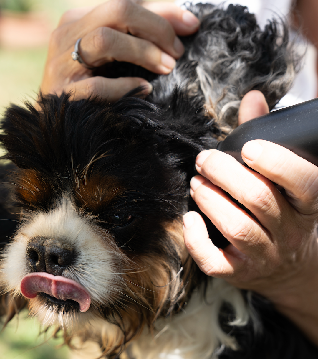 Soin des oreilles naturel chien & chat - EARCARE