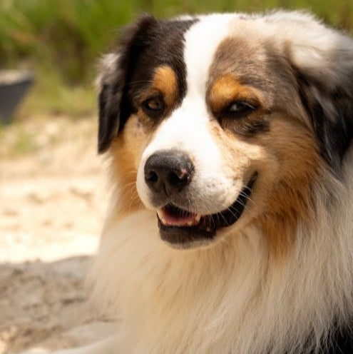 Aliment Complémentaire  Naturel pour le Confort Respiratoire Chien & Chat - VITALBREATH