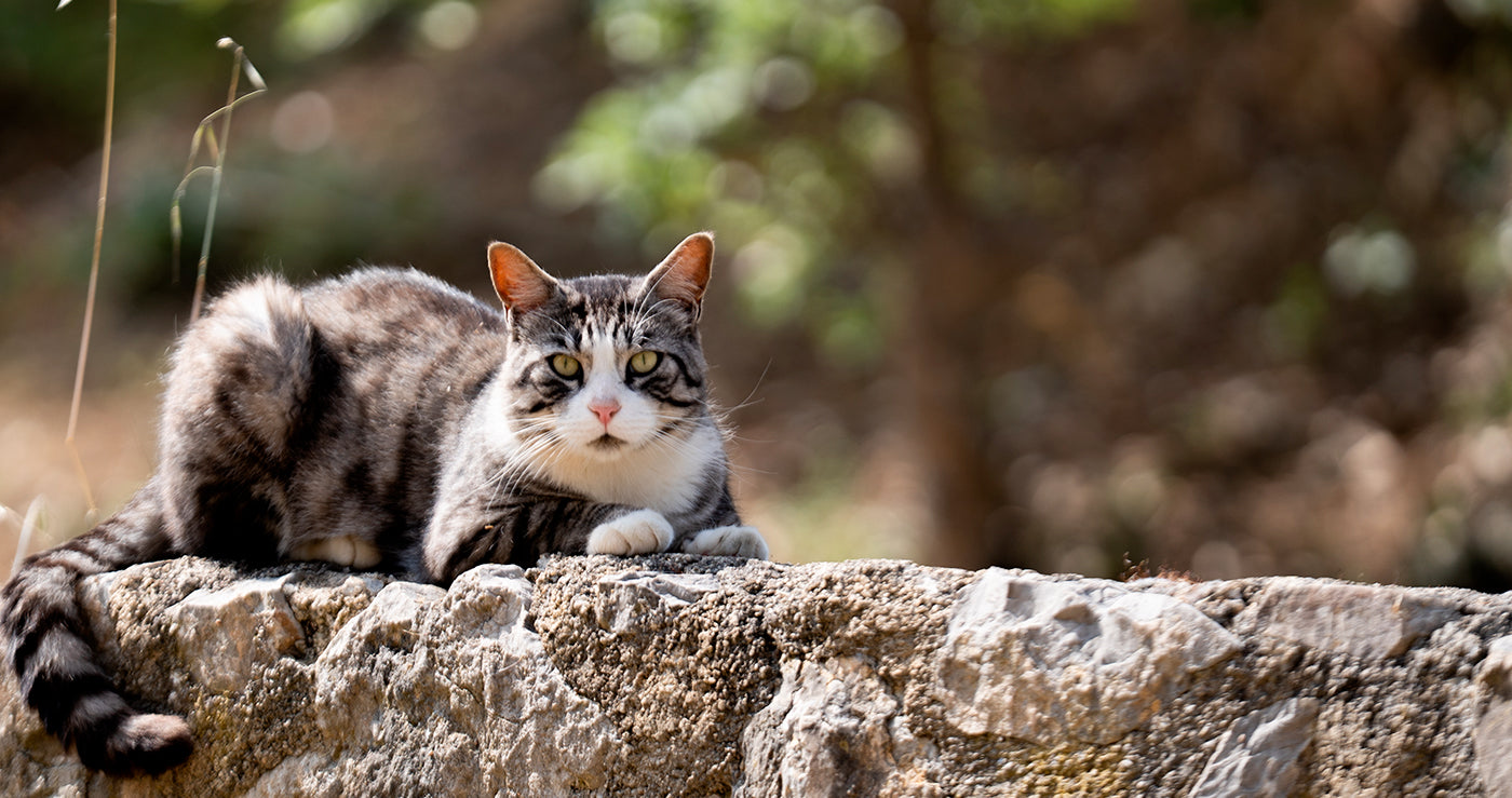 HARMONY ANIMAL CARE