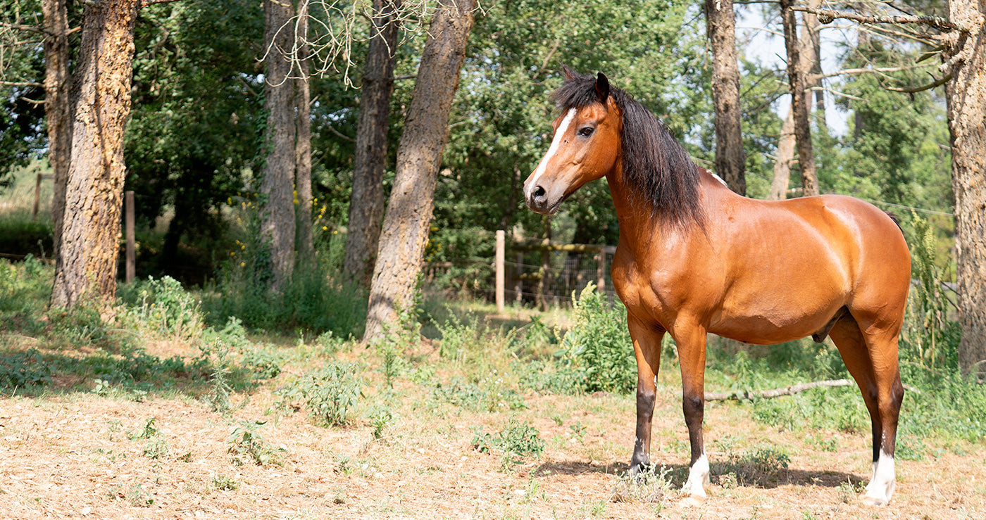 HARMONY ANIMAL CARE