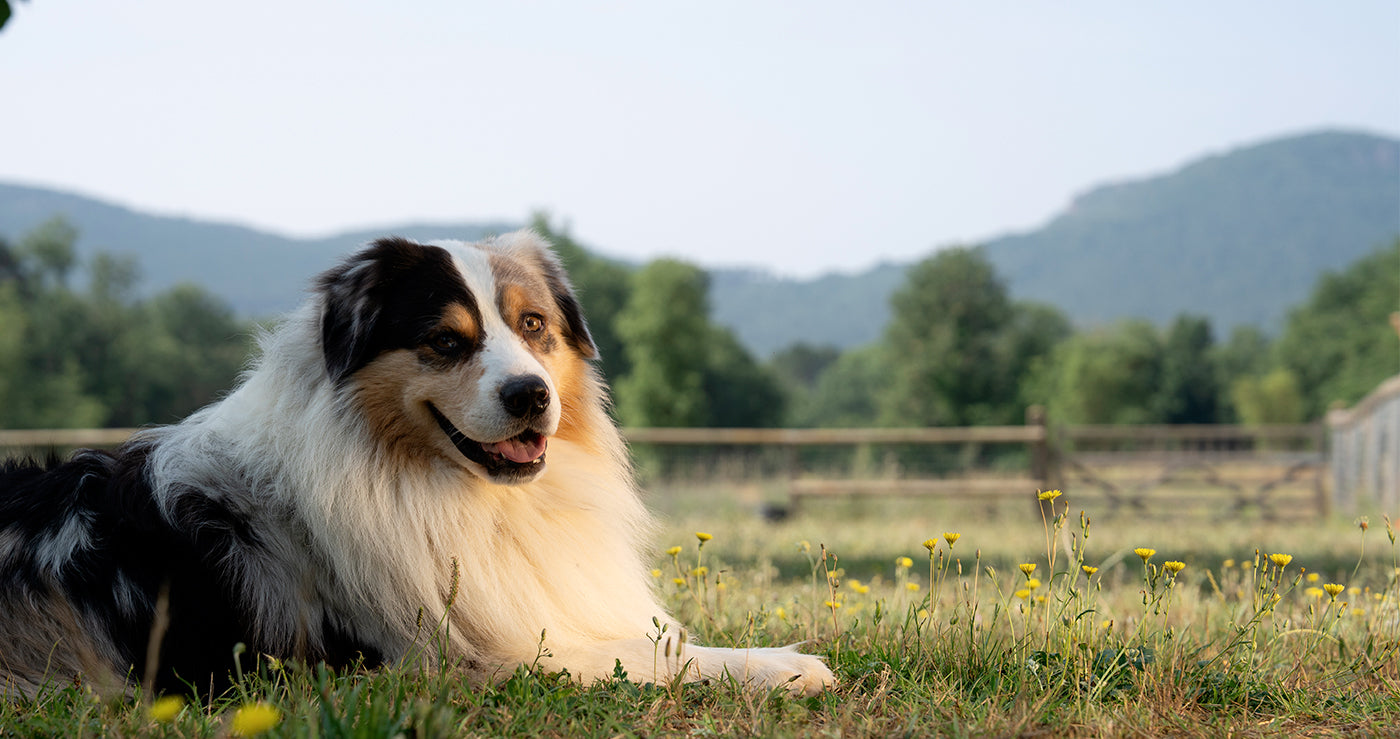 HARMONY ANIMAL CARE